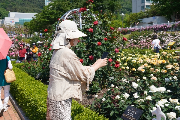 2026.5.14 장미주간  대표이미지